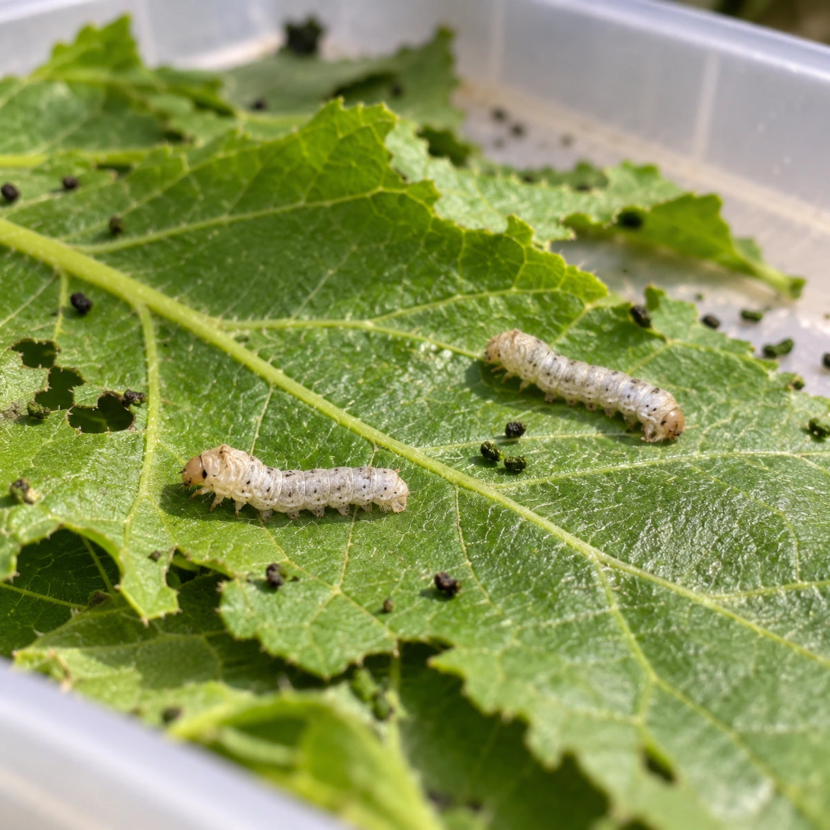 AI-generated reference-guided wide habitat view of extra-small young Bombyx mori silkworms. Real young silkworm anatomy reference: Michael Cook, Wormspit. AI-generated new rearing scene and framing.