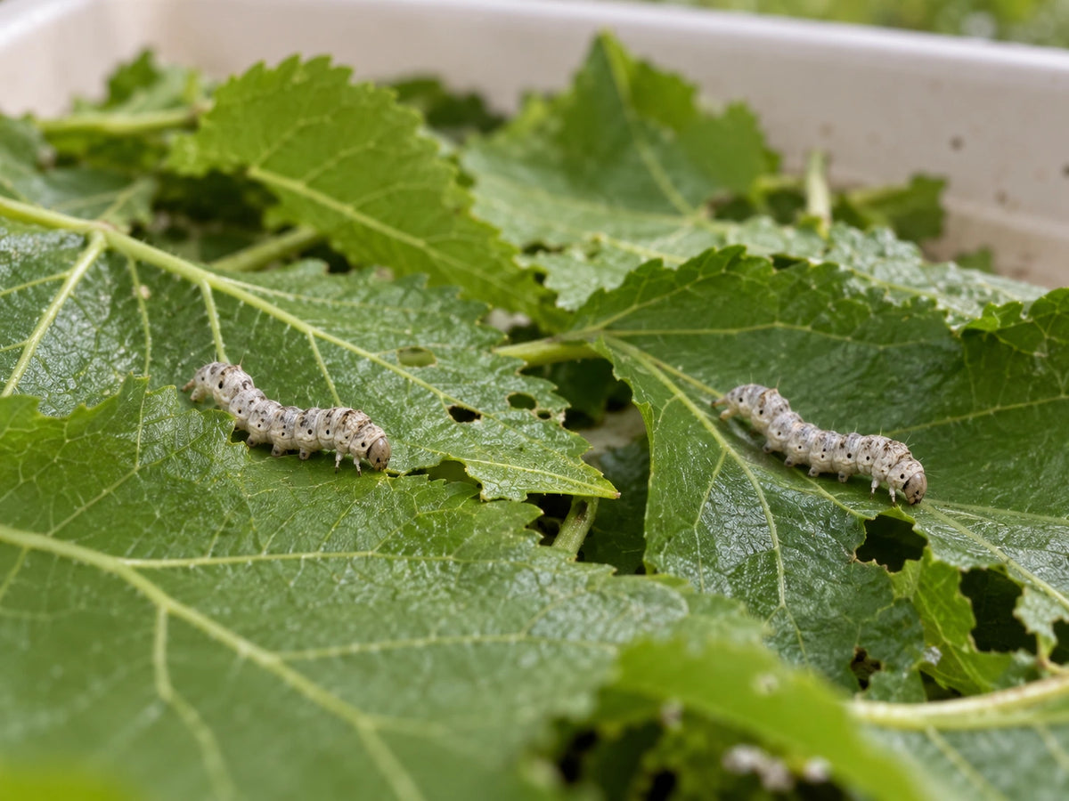 AI-generated reference-guided wide habitat view of small young Bombyx mori silkworms. Real young silkworm anatomy reference: Michael Cook, Wormspit. AI-generated new rearing scene and framing.