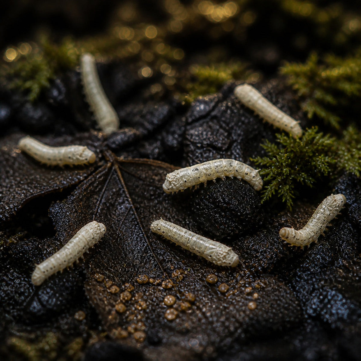 Silkworms, Small (1/2 Inch)
