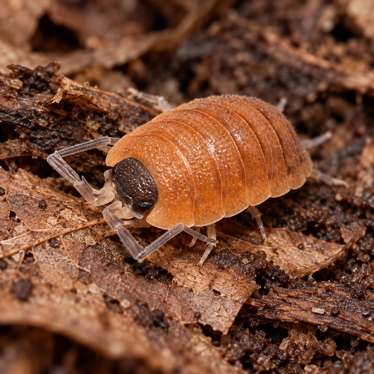 AI-generated reference-guided close view of Silvestri isopods.