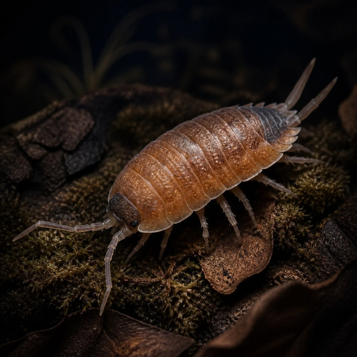 Silvestri Isopods (Porcellio silvestri)