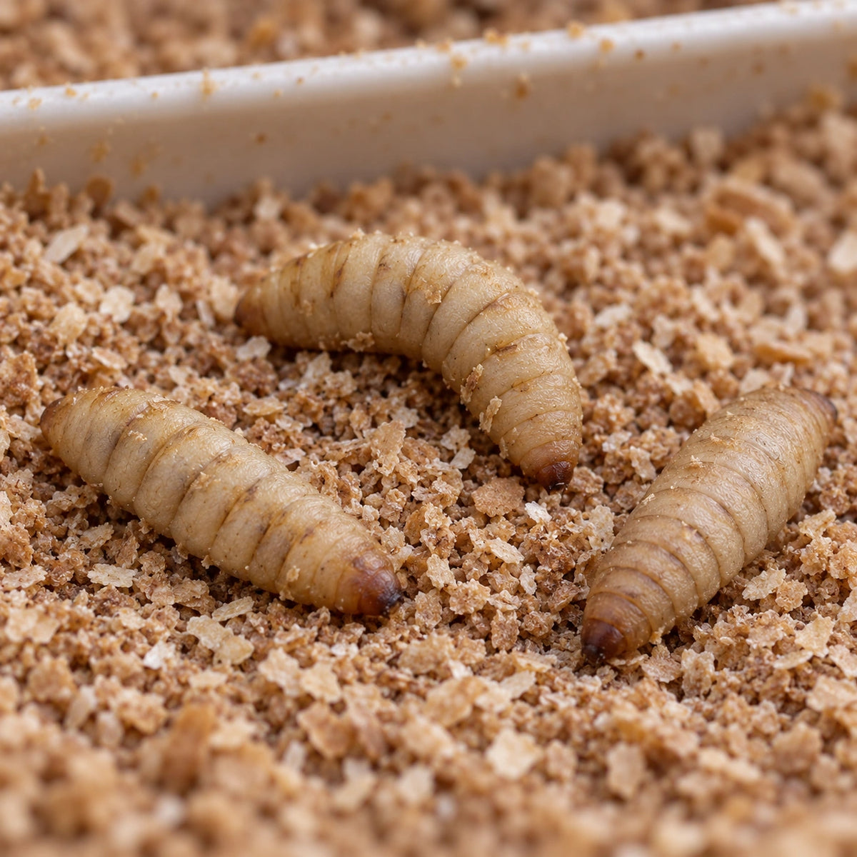 AI-generated reference-guided close view of small black soldier fly larvae (Hermetia illucens). Real anatomy reference: Dennis Kress, public domain. AI-generated new setting and framing.