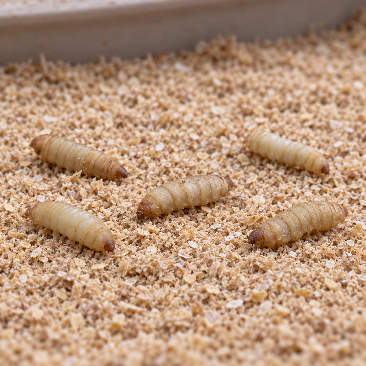 AI-generated reference-guided wide habitat view of small black soldier fly larvae (Hermetia illucens). Real anatomy reference: Dennis Kress, public domain. AI-generated new setting and framing.