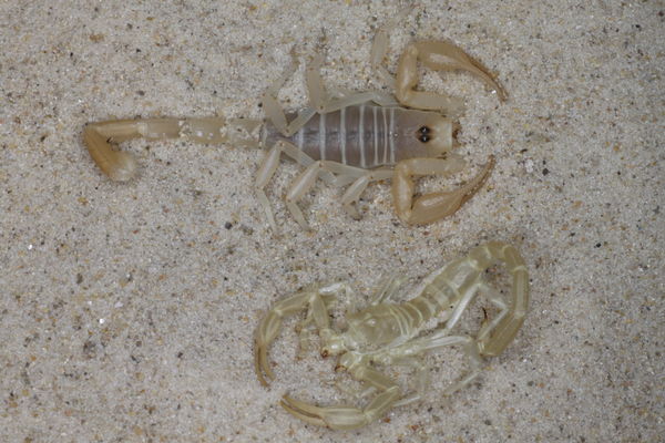 Smeringurus mesaensis – Dune Scorpion | Beginner-Friendly Low Venom Species | Live Arrival Guarantee