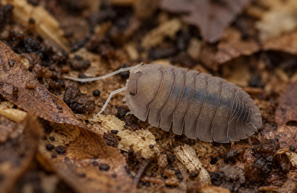 AI-generated reference-guided close view of a Troglodillo Soil isopod.
