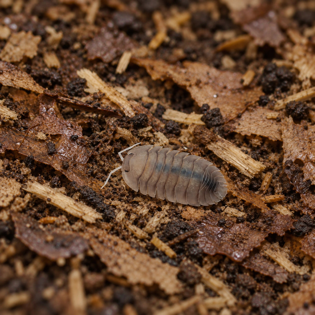 AI-generated reference-guided wide habitat view of a Troglodillo Soil isopod.