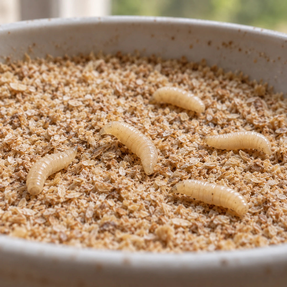 AI-generated reference-guided wide habitat view of blue bottle fly larvae (Calliphora). Real larvae anatomy reference: Rainbow Mealworms. AI-generated new setting and framing.