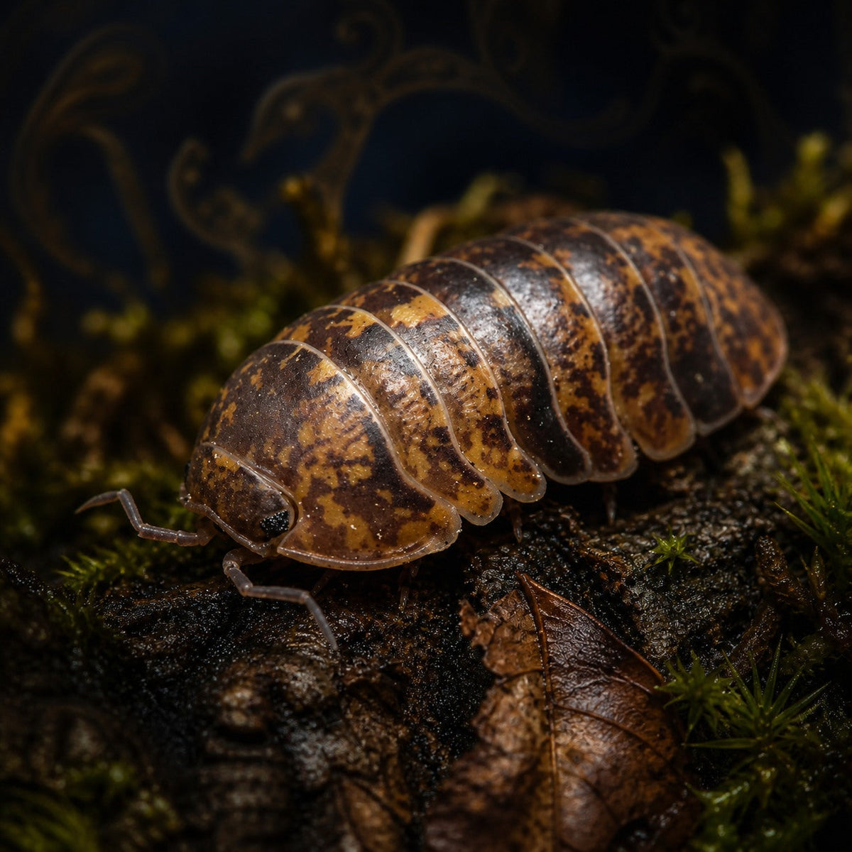 Spotted Lapu Isopods (Filipinodillo maculatum)