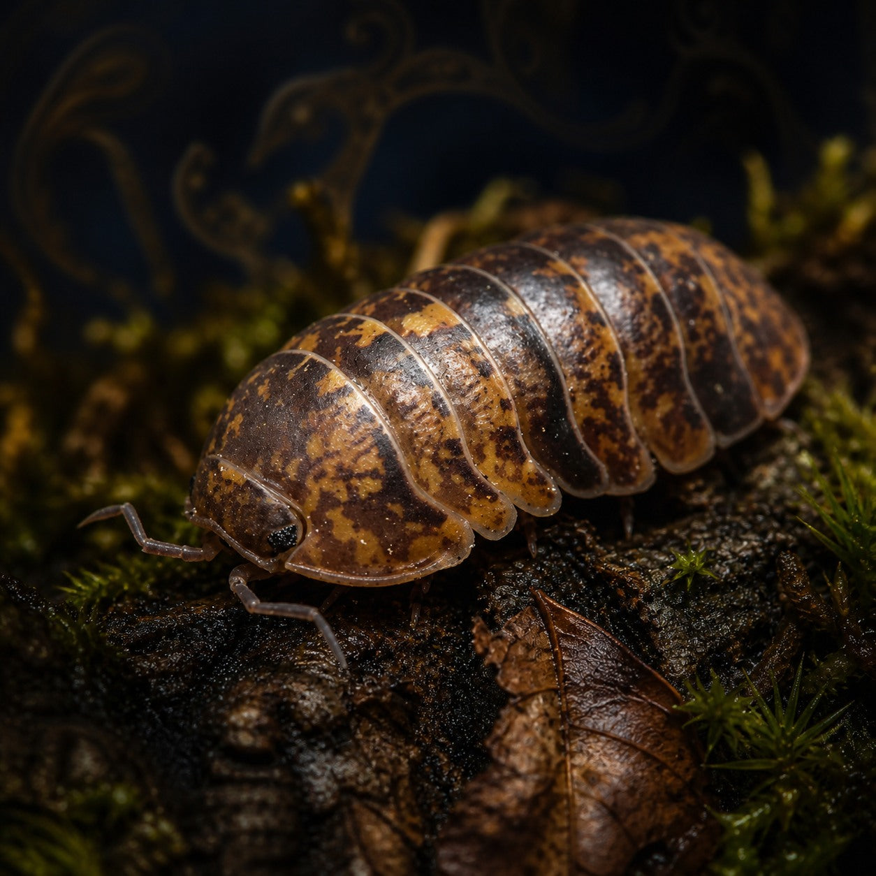 Spotted Lapu Isopods (Filipinodillo maculatum)