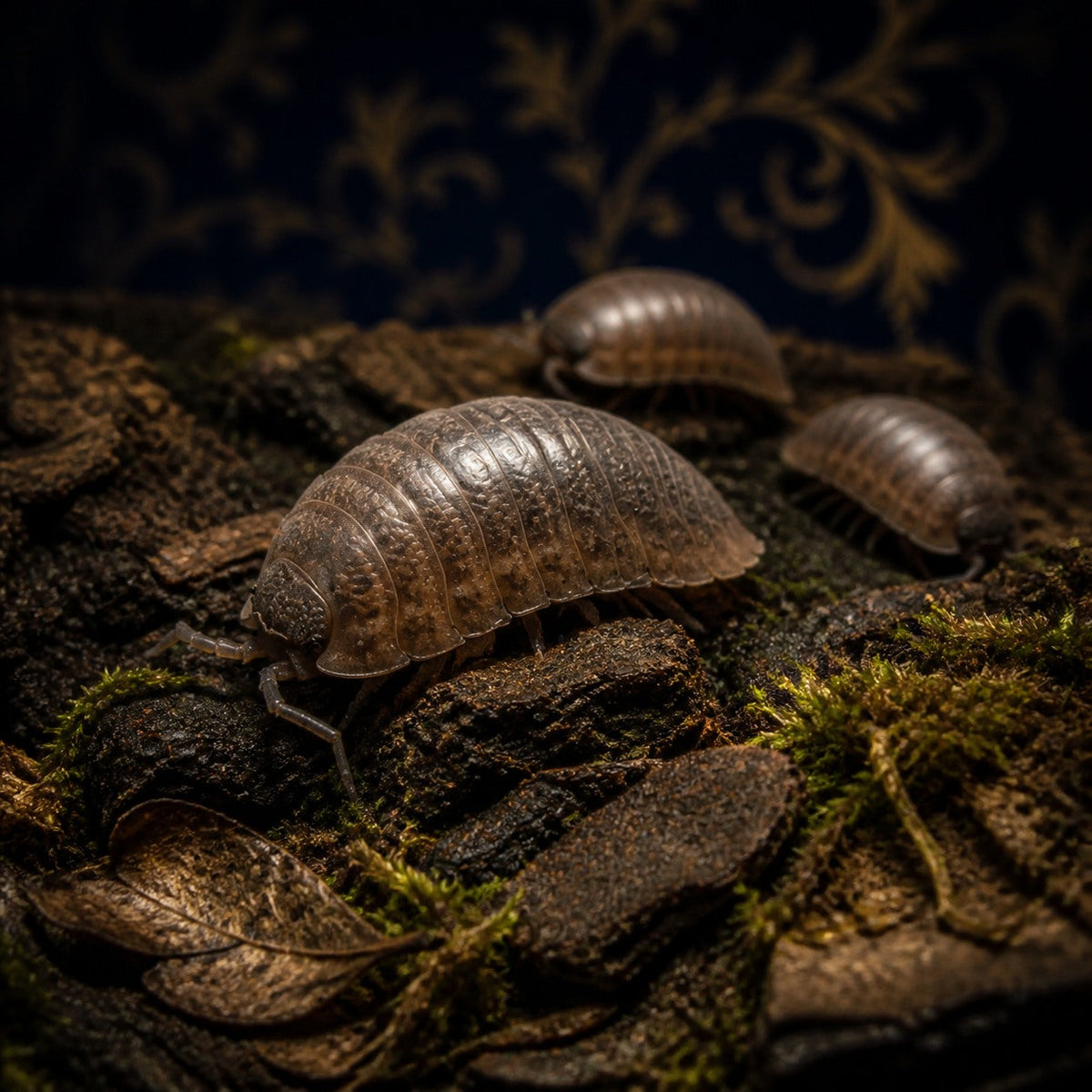 Sunset Dilatatus Isopods (Porcellio dilatatus)