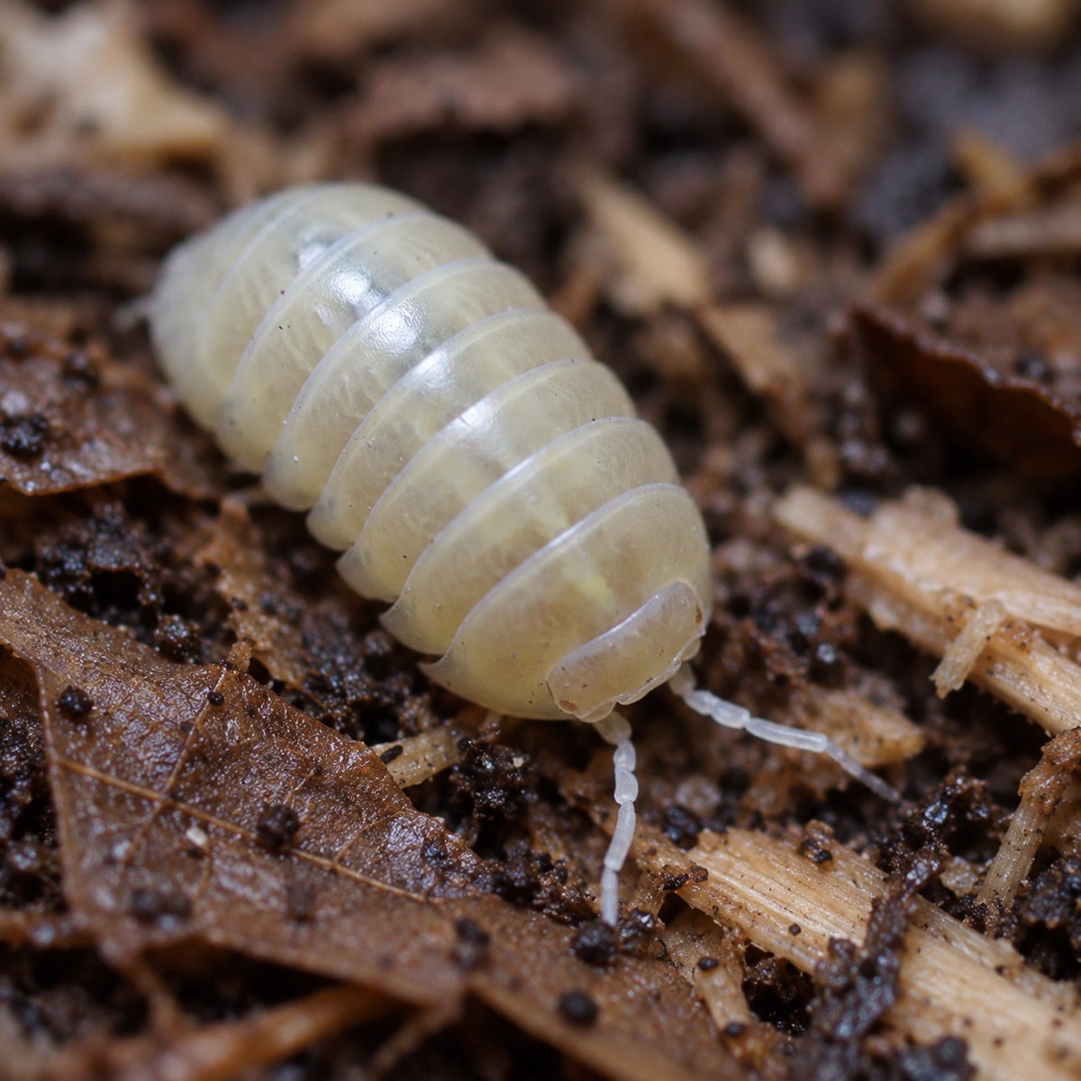 AI-generated reference-guided close view of a T-minus Albino Armadillidium vulgare isopod.