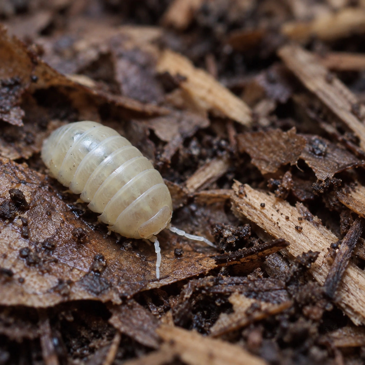 AI-generated reference-guided wide habitat view of a T-minus Albino Armadillidium vulgare isopod.