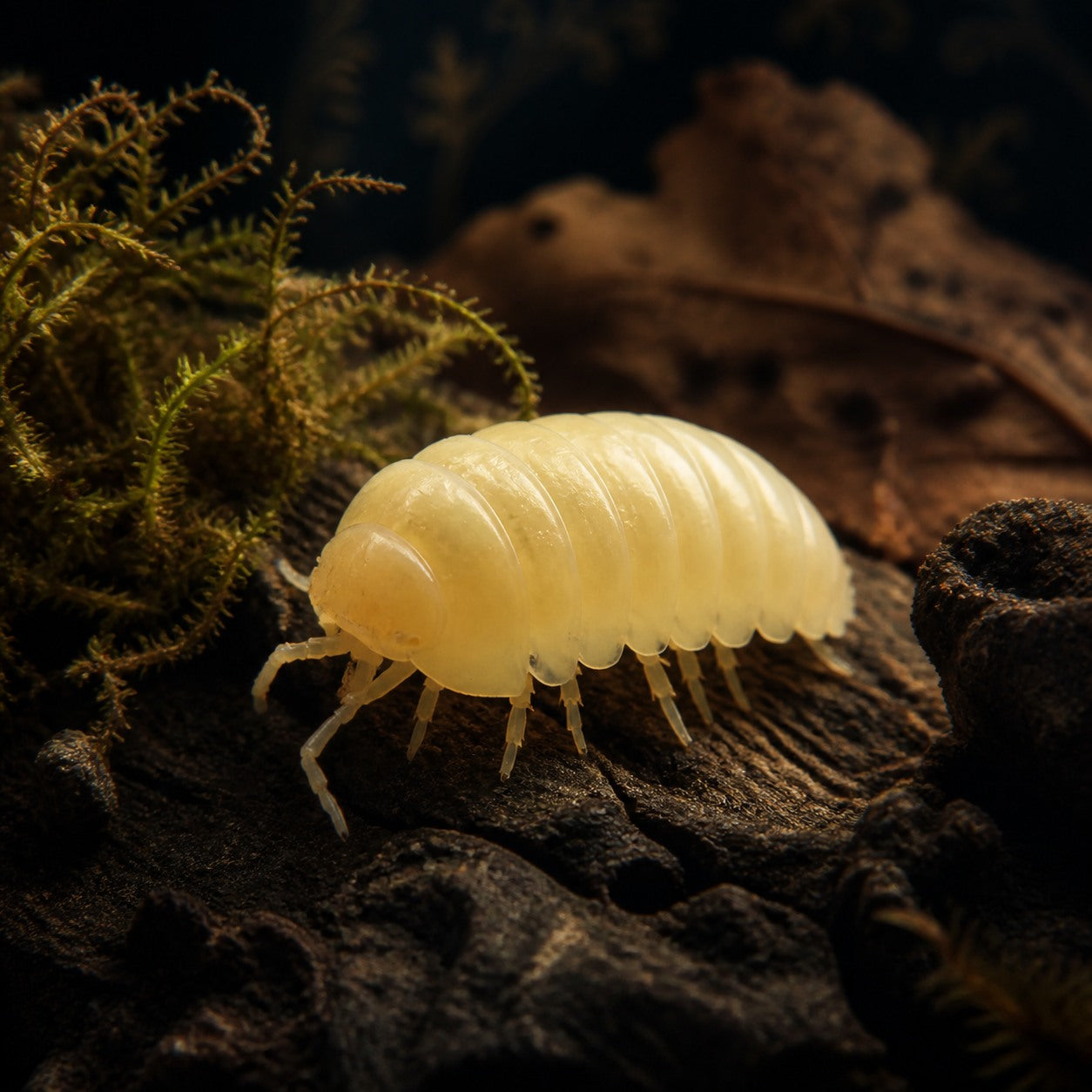 T- Albino Isopods (Armadillidium vulgare)