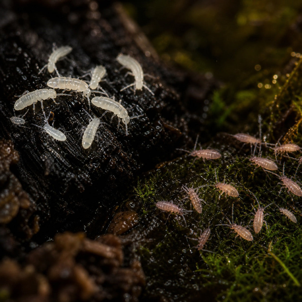Temperate White + Tropical Pink Springtail Combo