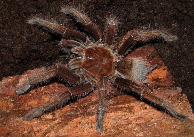 Theraphosa apophysis – Pink Footed Goliath Birdeater | Massive New World Species | Live Arrival Guarantee
