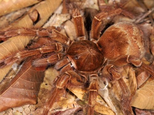 Theraphosa blondi – True Goliath Birdeater Tarantula | World's Largest Spider | Live Arrival Guarantee