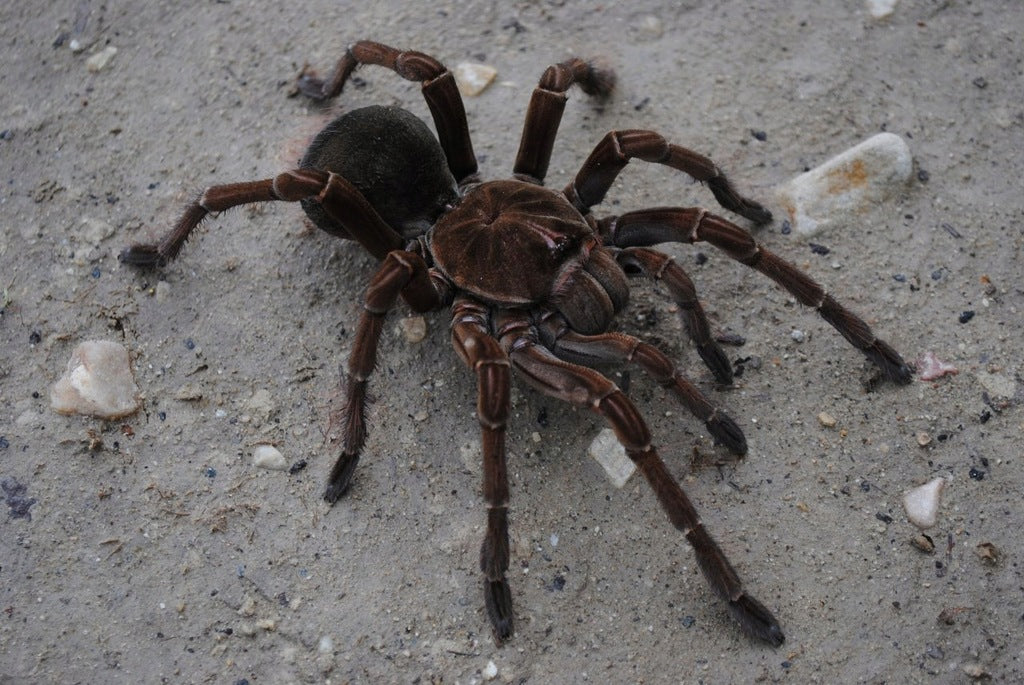 Theraphosa stirmi – Burgundy Goliath Birdeater | Massive New World Species | Live Arrival Guarantee