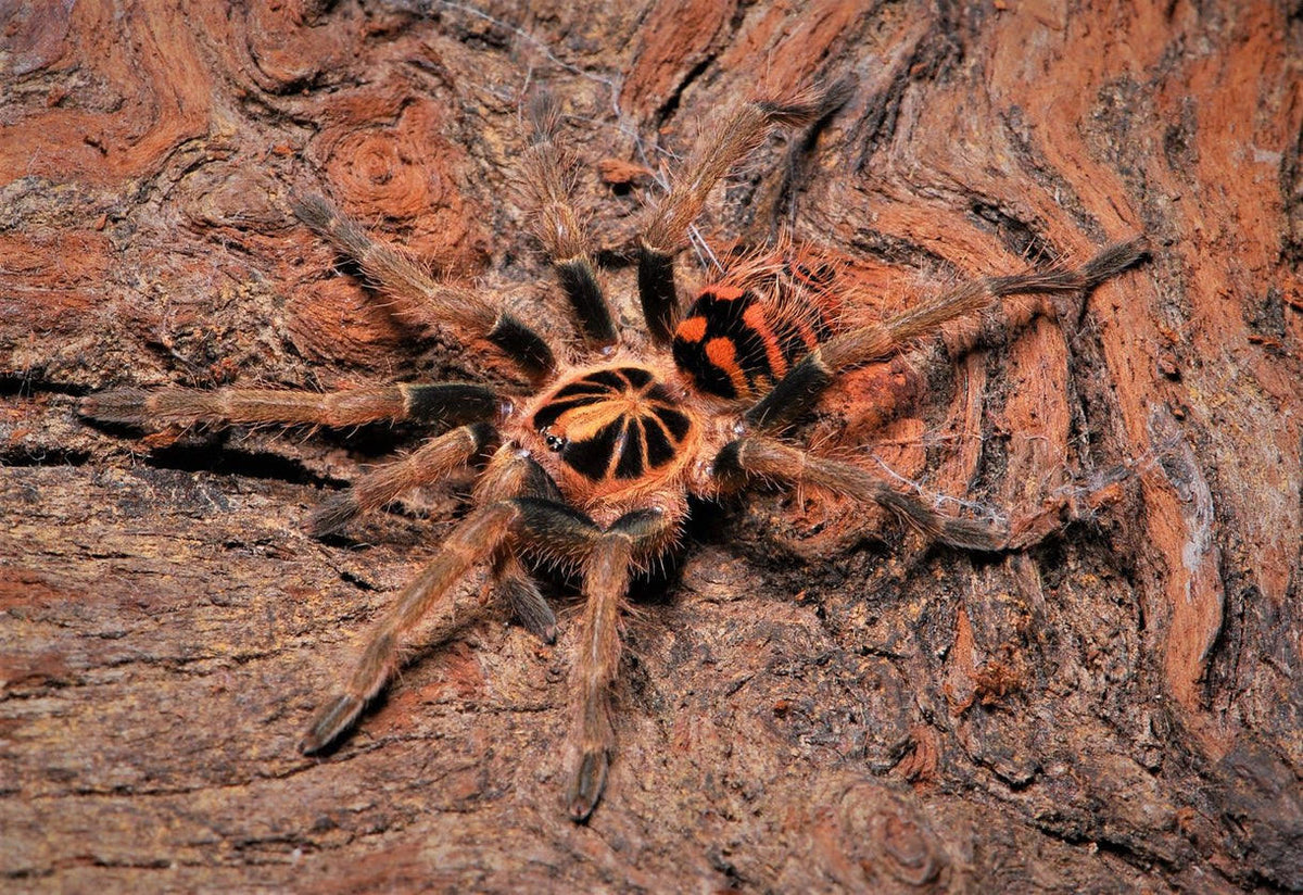 Theraphosinae sp Colombia – Colombian Crowned Tarantula | Rare Undescribed Species | Live Arrival Guarantee
