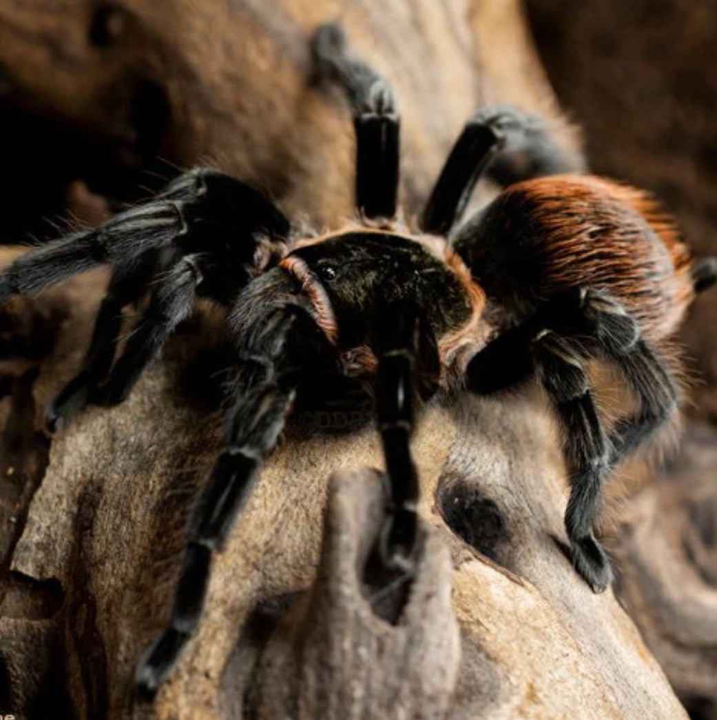 Tliltocatl vagans – Mexican Red Rump Tarantula | Beginner-Friendly New World Species | Live Arrival Guarantee