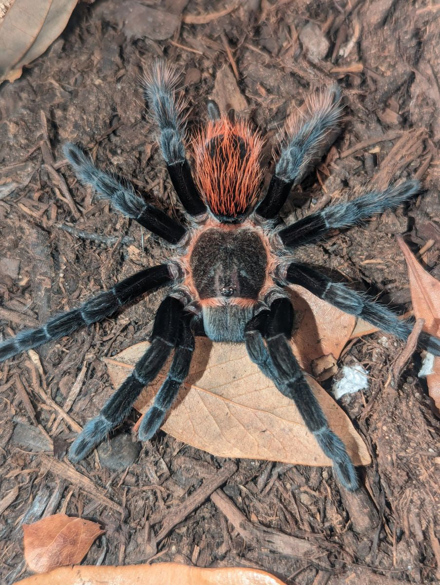Tliltocatl vagans – Mexican Red Rump Tarantula | Beginner-Friendly New World Species | Live Arrival Guarantee