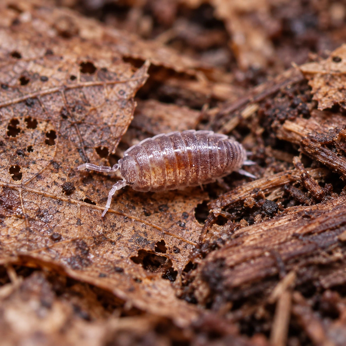 AI-generated reference-guided close view of Trichoniscus sp. Dwarf Purple isopods.