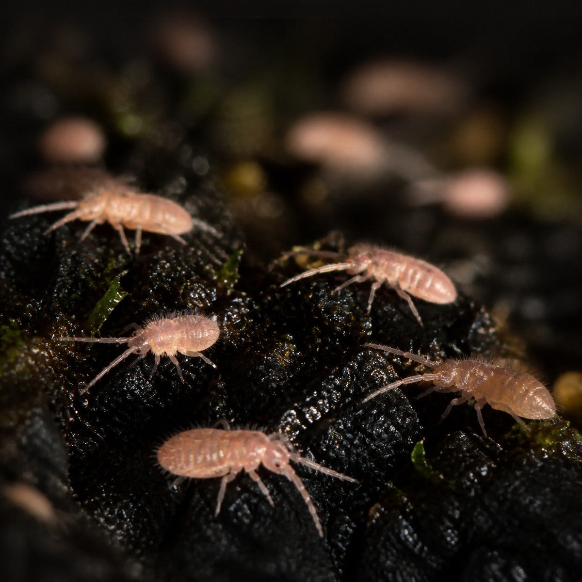 Tropical Pink Springtails (Coecobrya cf. tenebricosa)