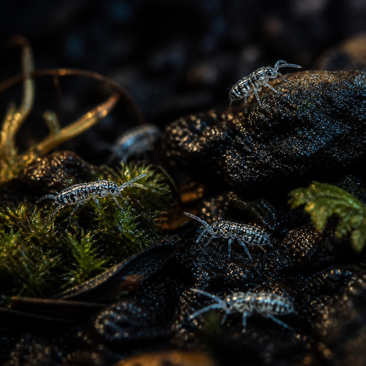 Tropical Thunder Springtails (Lepidocyrtus sp.)