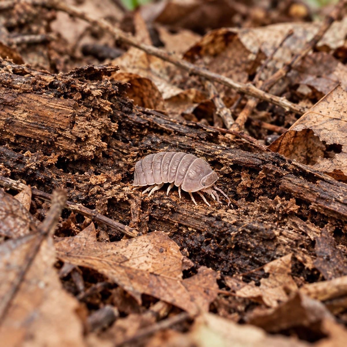 AI-generated reference-guided wide habitat view of Tuberculatus isopods.