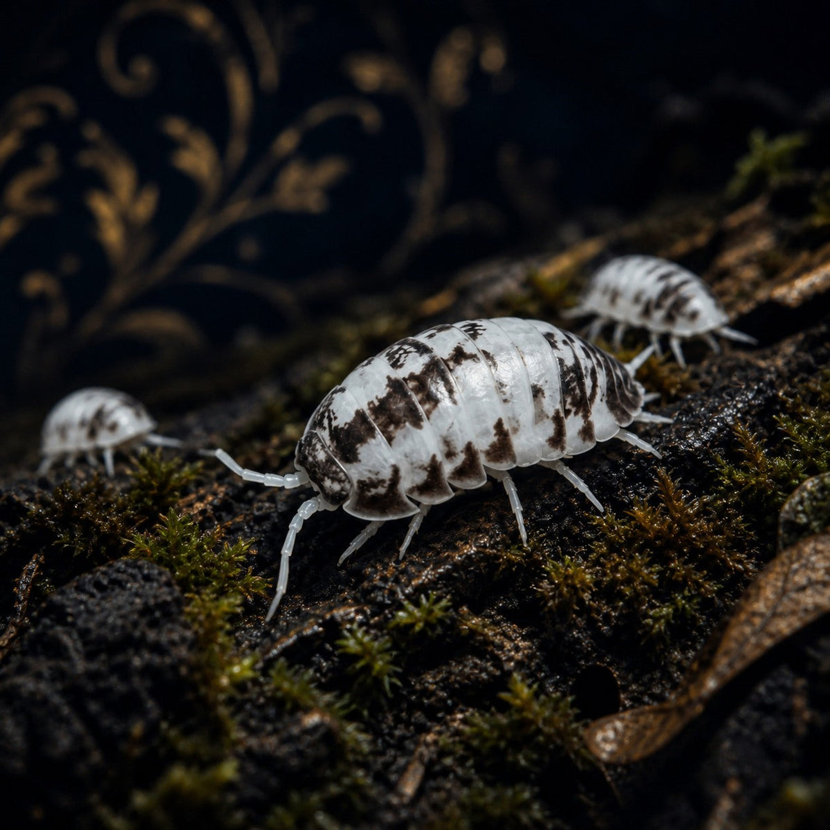 Ukraine Pied Isopods (Cylisticus convexus)