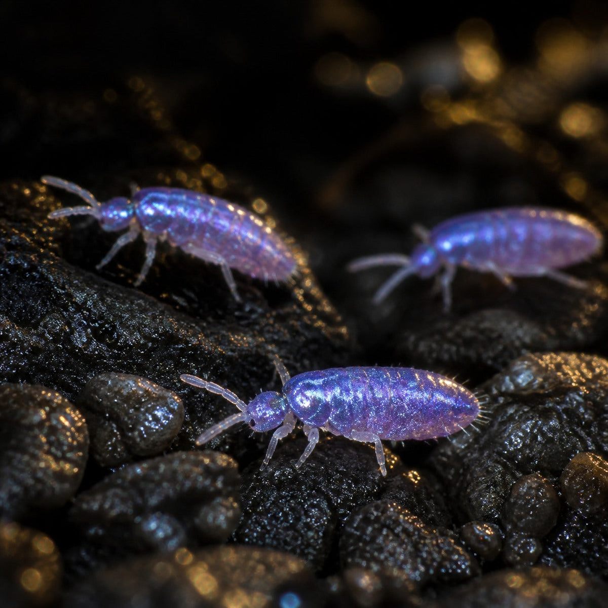 Ultraviolet Springtails (Lepidocyrtus violaceus)