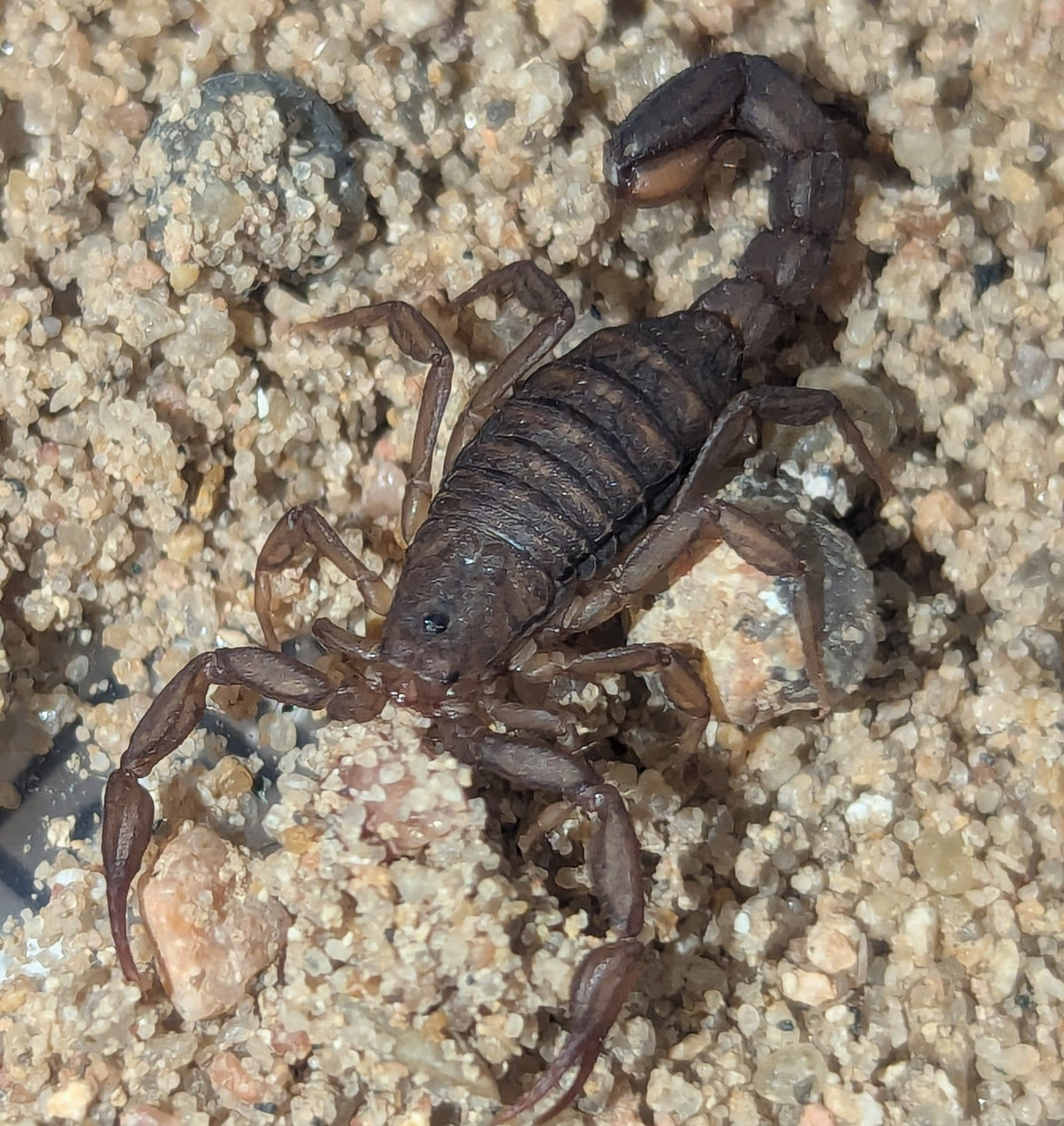 Vaejovis cashi – Cash's Scorpion | Live Arrival Guarantee
