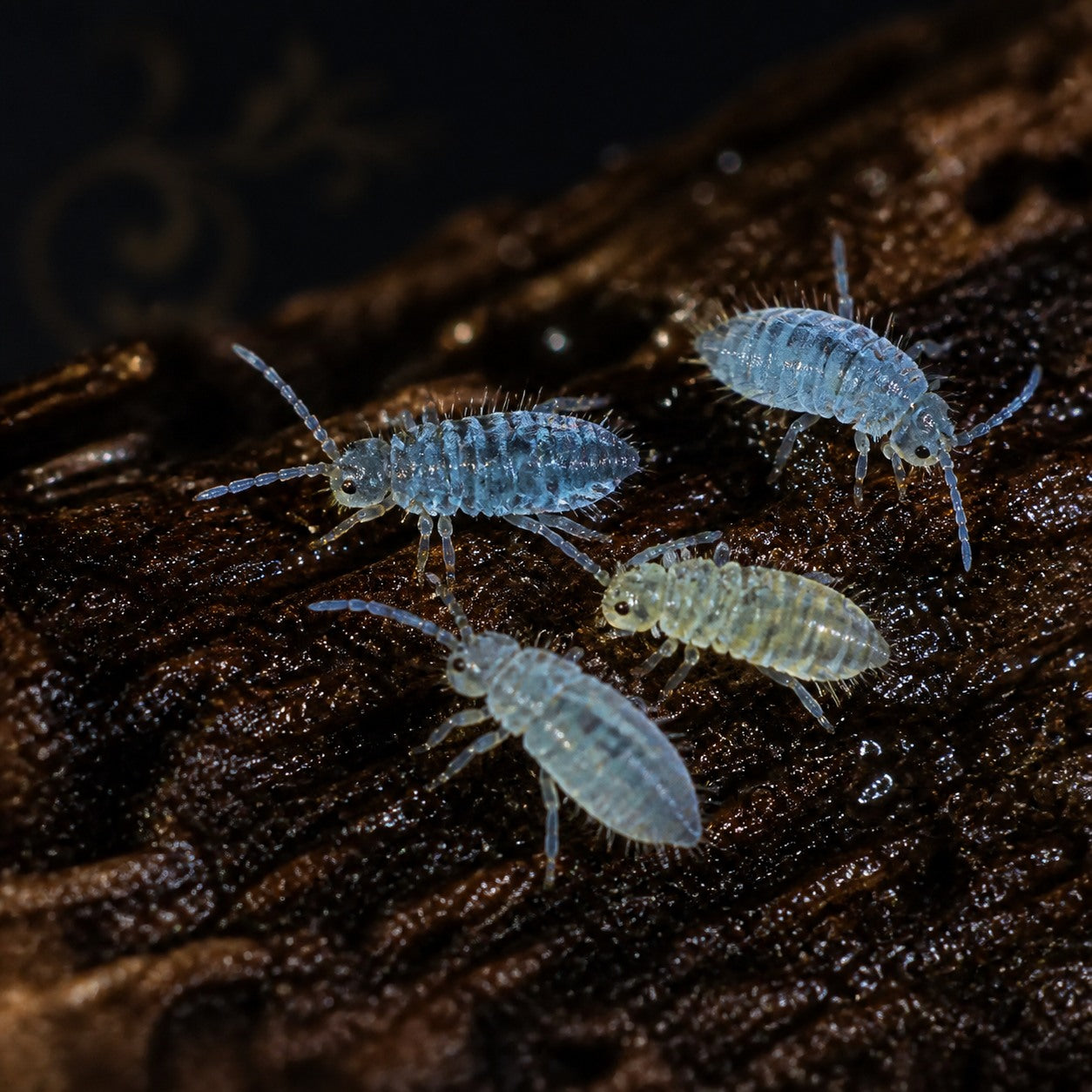 Varicolored Springtails (Entomobrya assuta var. nov.)