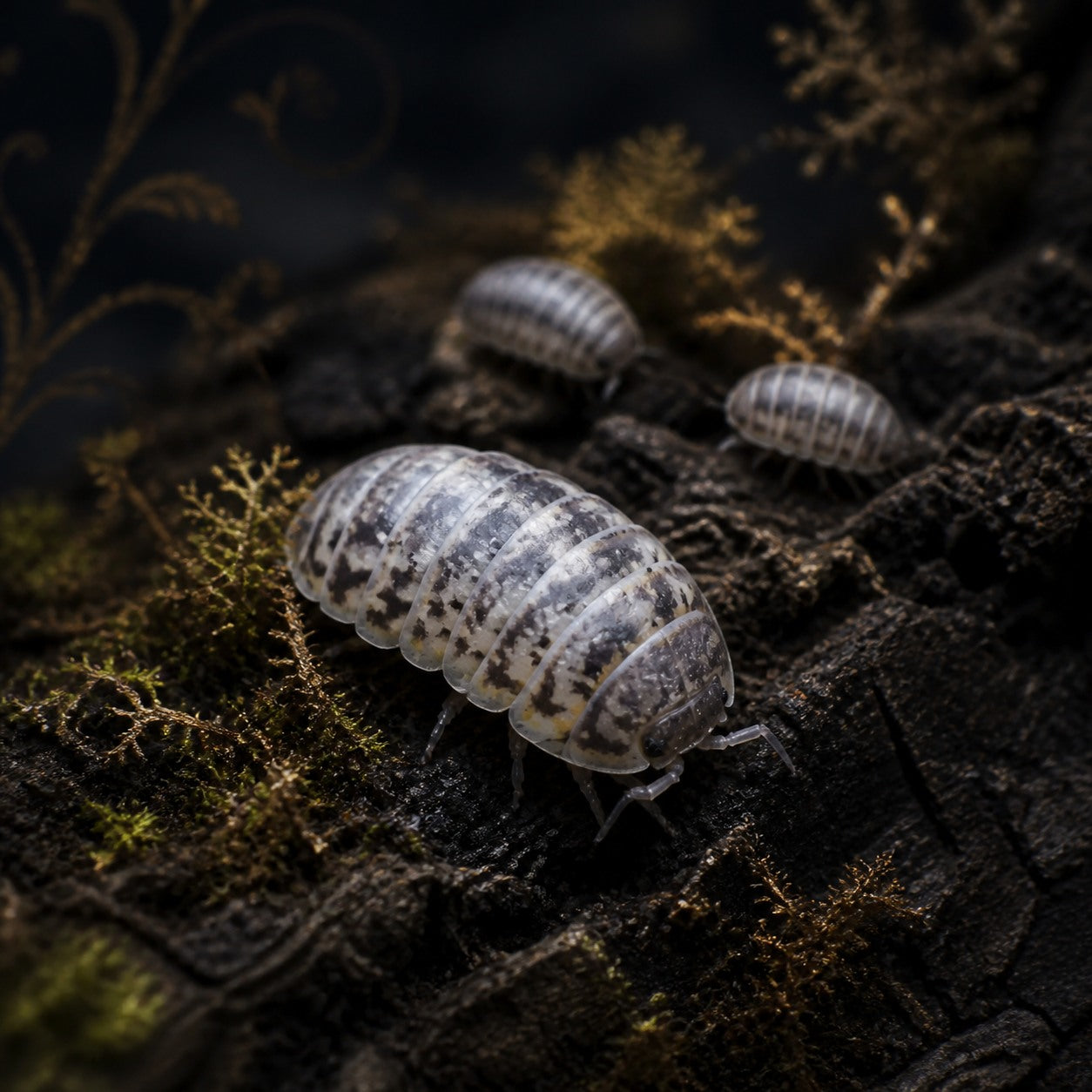 Venezillo "264" Isopods (Venezillo parvus)