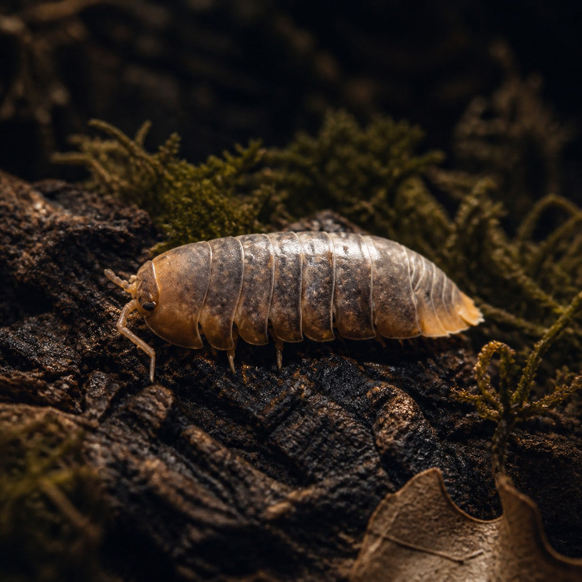 Vietnam Sinodillo Isopods (Sinodillo sp.)