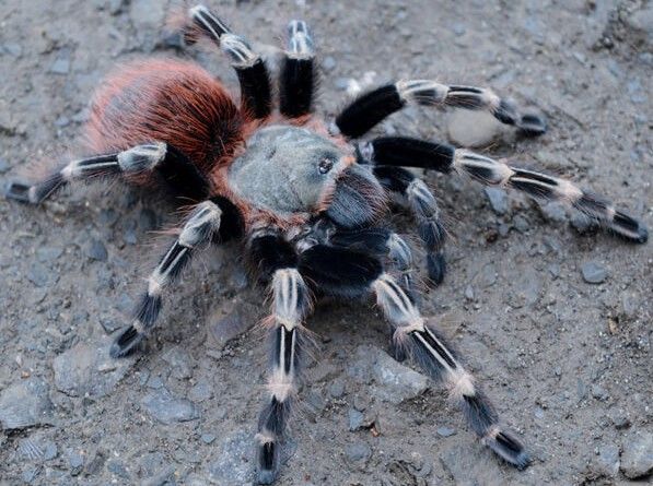 Vitalius chromatus – Brazilian Red & White Tarantula | Formerly Nhandu chromatus | Live Arrival Guarantee