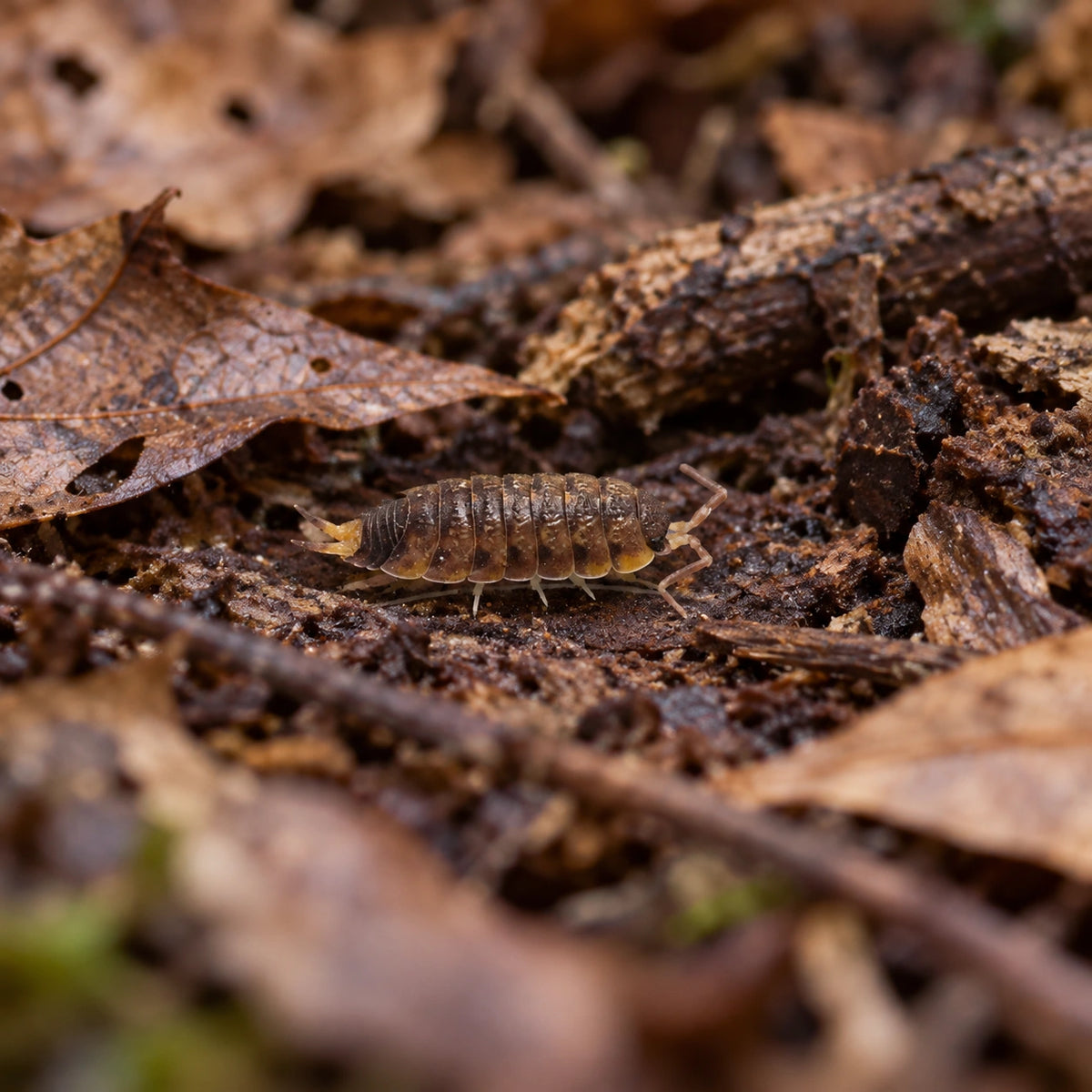 AI-generated reference-guided wide habitat view of Vulcanius isopods.