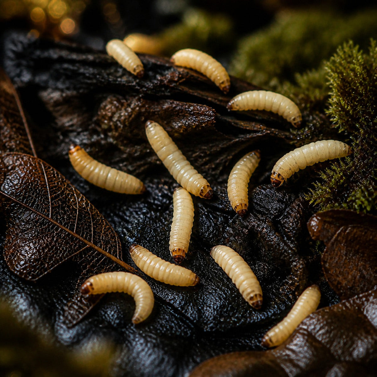 Wax Worms (Galleria mellonella)