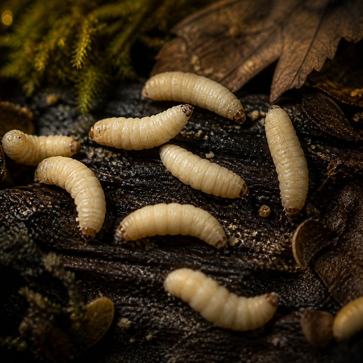 Wax Worms (Galleria mellonella)
