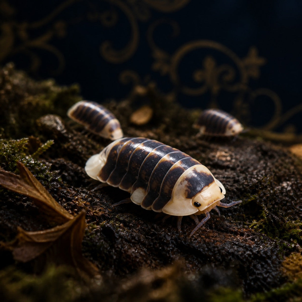 White Ducky Isopods (Cubaris sp.)