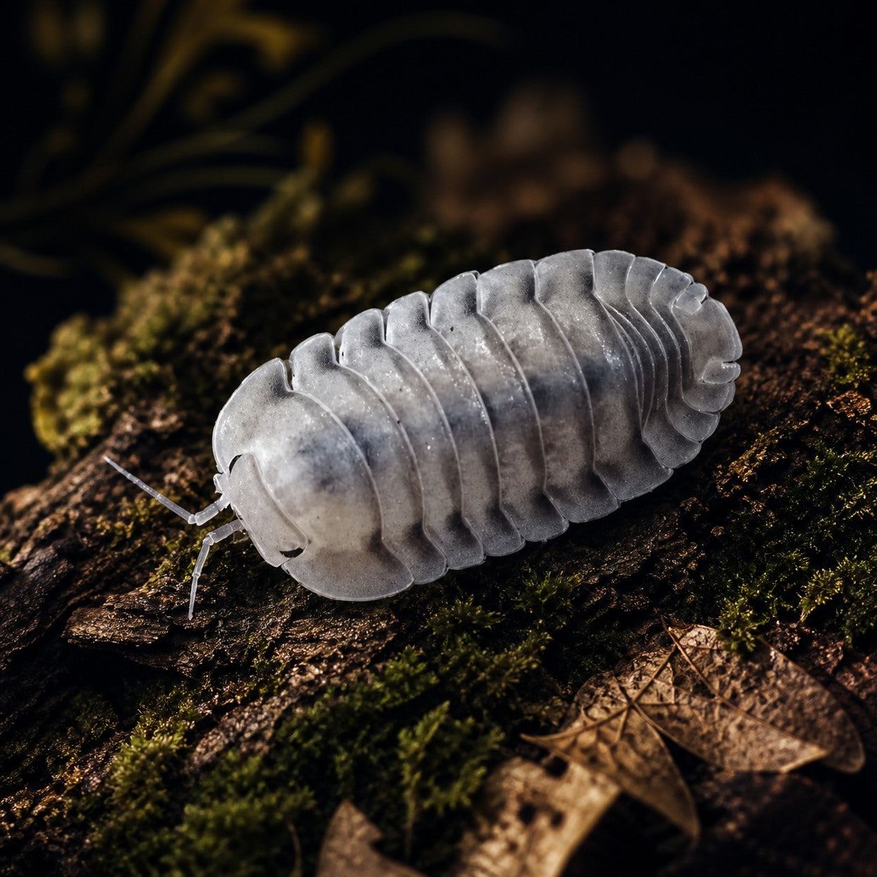 White Pigeon Isopods (Cubaris sp.)