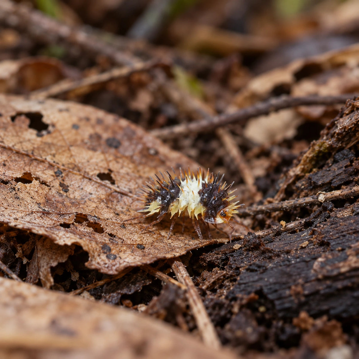 AI-generated reference-guided wide habitat view of White Stripes isopods.