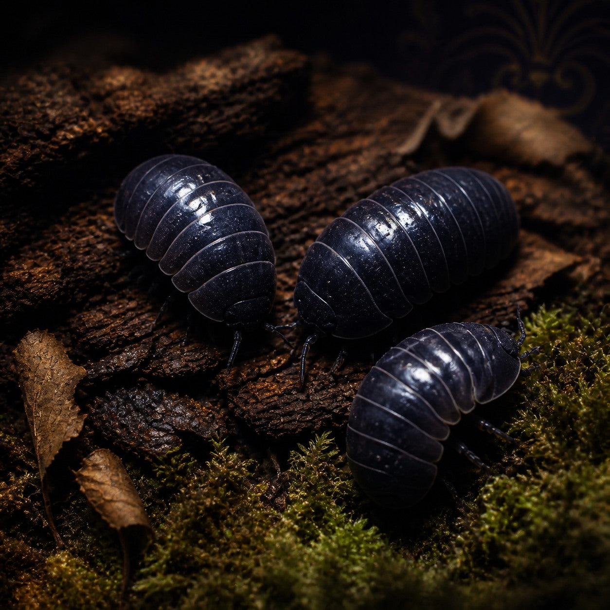 Armadillidium vulgare Wild Type isopod colony