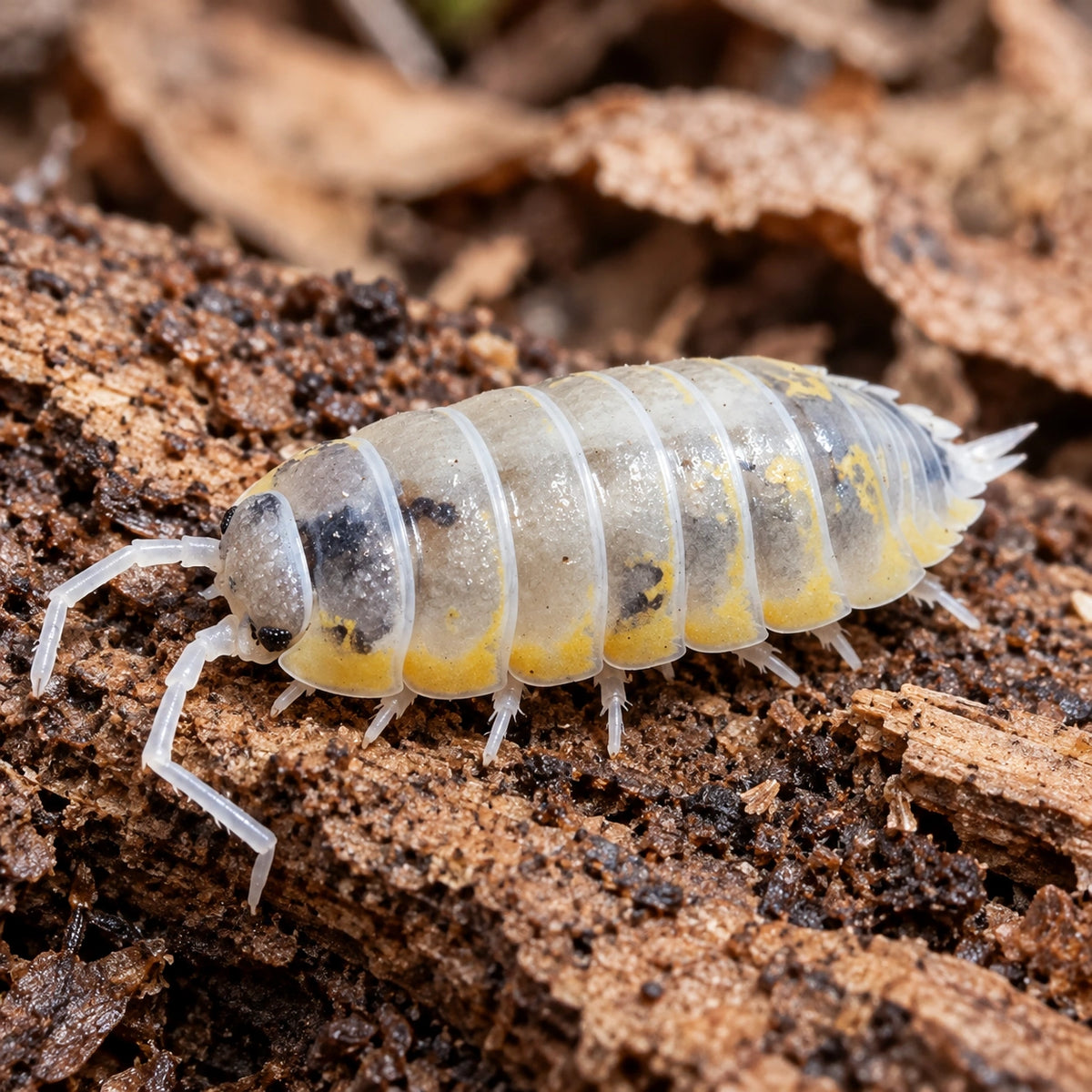 AI-generated reference-guided close view of Porcellio sp. Witch’s Brew.