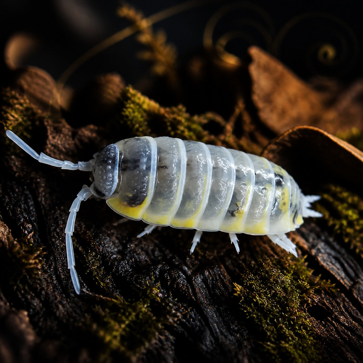 Witch's Brew Isopods (Porcellio ornatus)