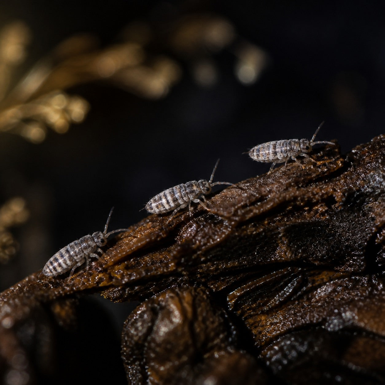 Wood Runner Springtails (Entomobrya sp.)