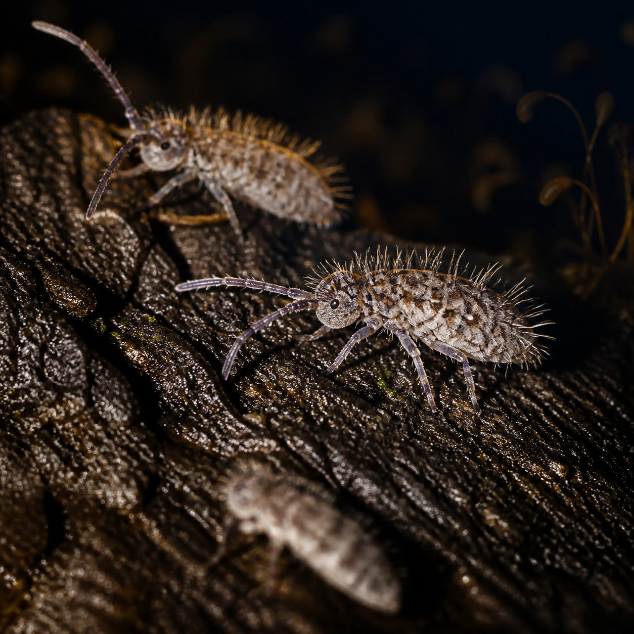 Woolly Mammoth Springtails (Orchesella villosa)