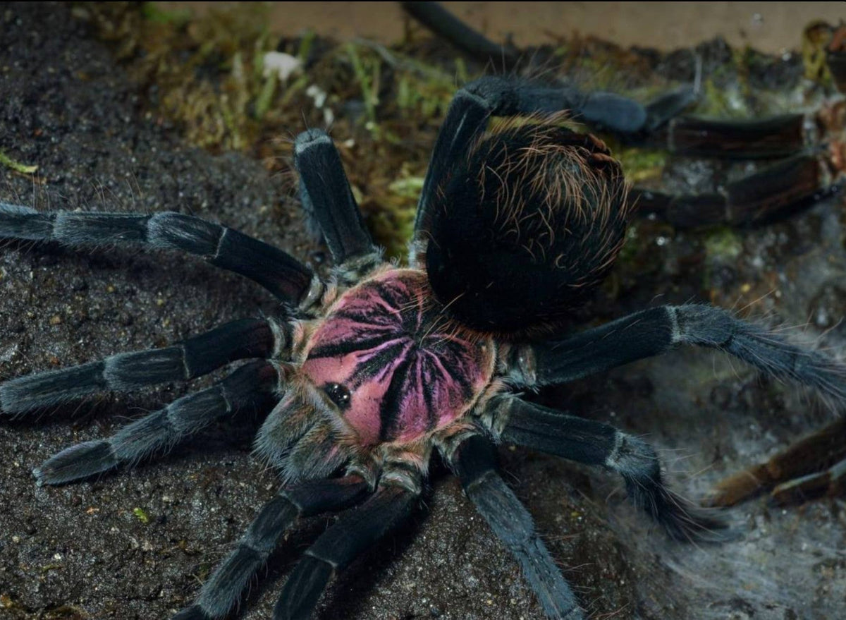 Xenesthis sp Light – Light Beauty Birdeater Tarantula | Pastel Colombian Giant | Live Arrival Guarantee