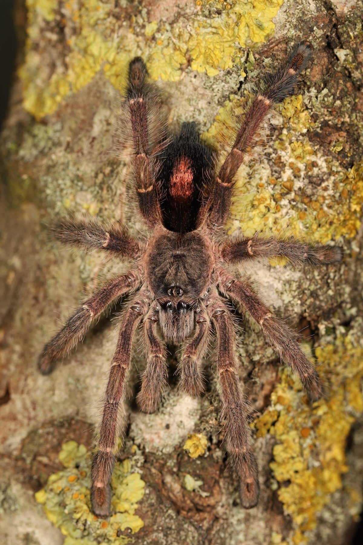 Ybyrapora gamba – Purple Diamond Pink Toe Tarantula | Rare Arboreal Gem | Live Arrival Guarantee