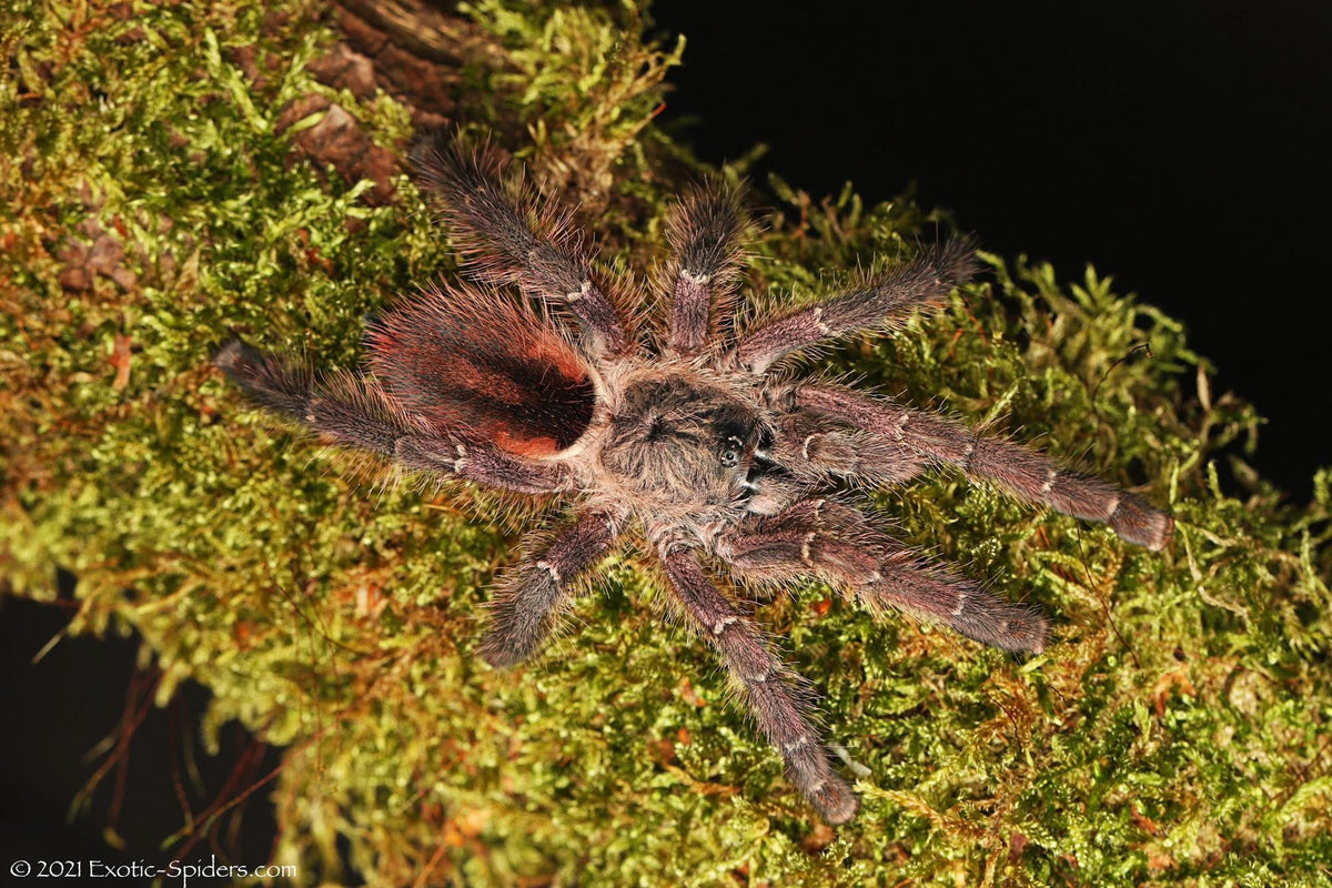 Ybyrapora sooretama – Amazon Purple Sapphire Pinktoe Tarantula | Stunning Arboreal Species | Live Arrival Guarantee