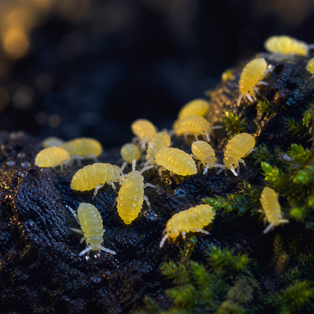 Yellow Albino Springtails (Ceratophysella sp.)